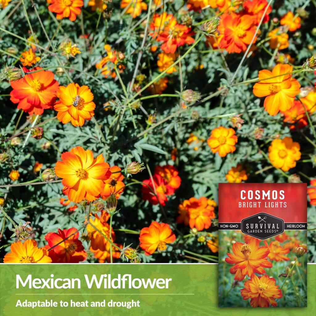 Cómo cultivar Cosmos Mexicano conocido como Sulphur Cosmos