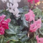 Cómo cultivar Cyclamen Hardy en exteriores con éxito