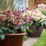 Cómo cultivar dáfilas de invierno Sternbergia en el jardín