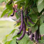 Cómo cultivar de forma exitosa Purple Bush Beans en tu jardín