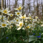 Cómo cultivar diferentes especies de tulipanes silvestres
