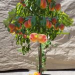 Cómo cultivar duraznos de la variedad Contender en tu jardín