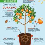 Cómo cultivar duraznos en macetas de manera exitosa