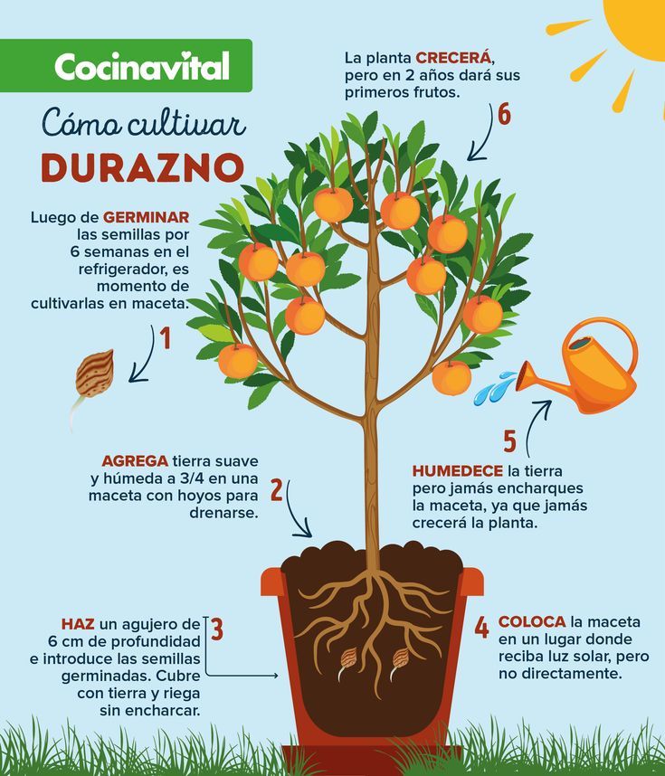 Cómo cultivar duraznos en macetas de manera exitosa