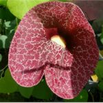 Cómo cultivar Dutchman’s Pipe Gigantes en mi jardín