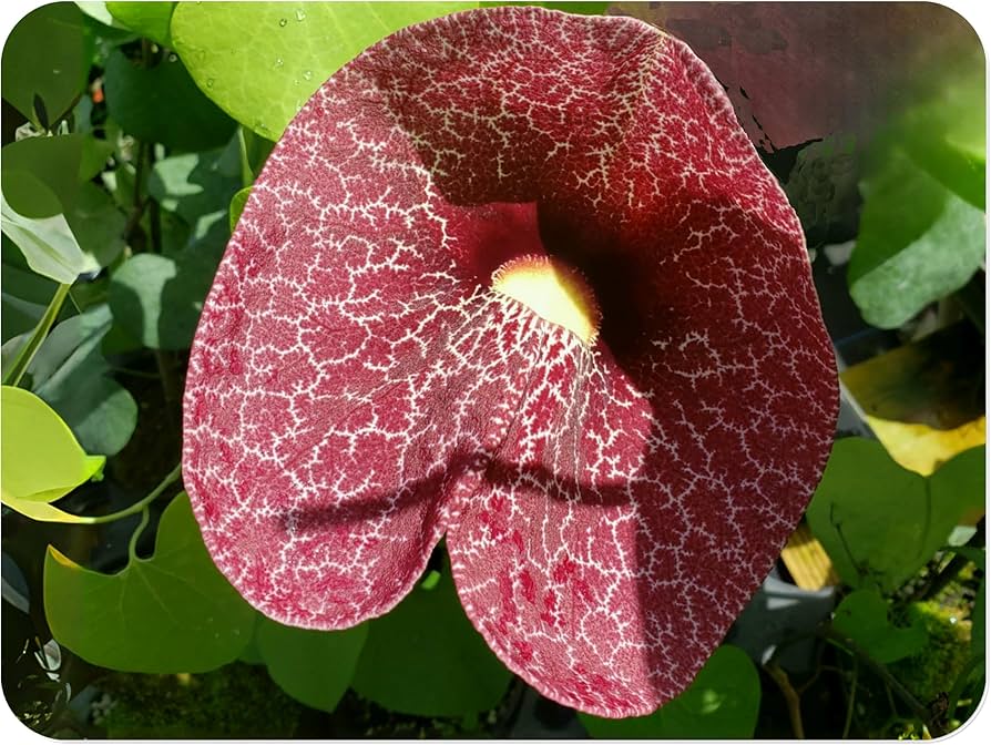 Cómo cultivar Dutchman’s Pipe Gigantes en mi jardín