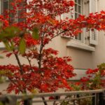 Cómo cultivar el arbusto de maple con flores en interiores