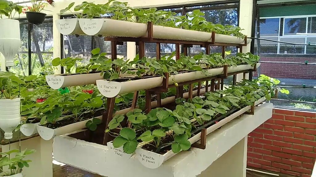 Cómo cultivar en casa con plantas semihidropónicas