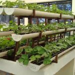 Cómo cultivar en casa con plantas semihidropónicas