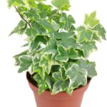 Cómo cultivar English Ivy en enrejados y cuidar el suelo