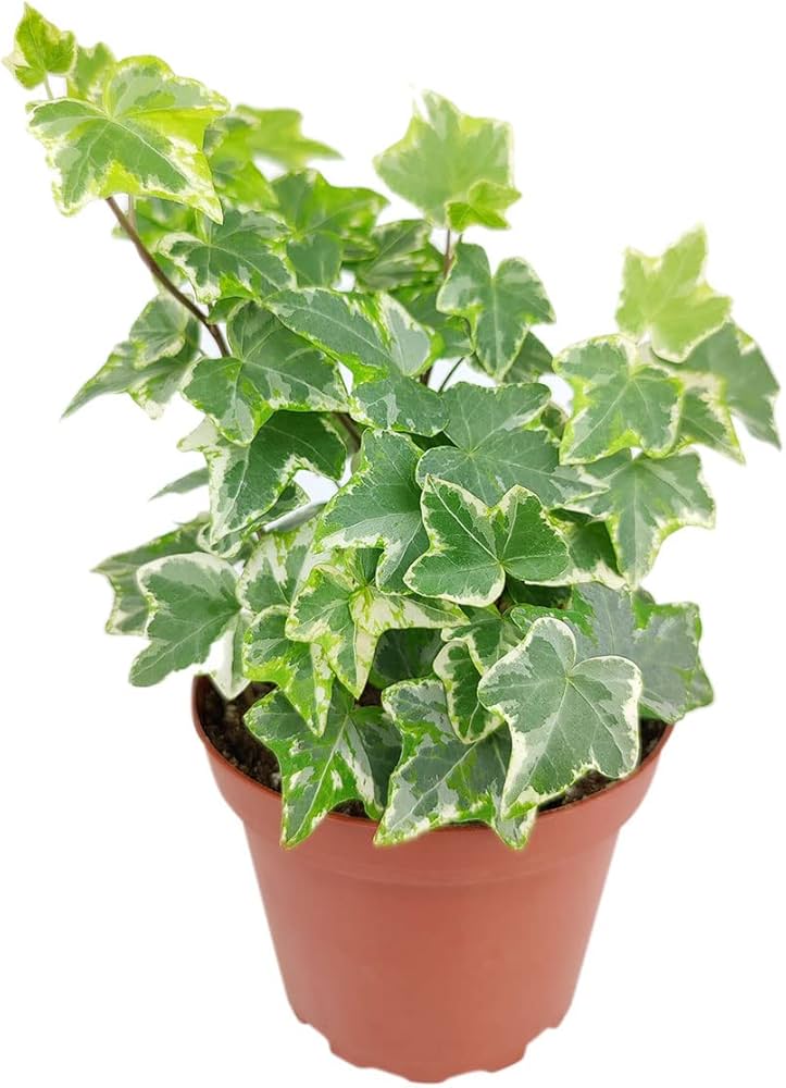 Cómo cultivar English Ivy en enrejados y cuidar el suelo