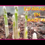 Cómo cultivar espárragos de forma exitosa en macetas