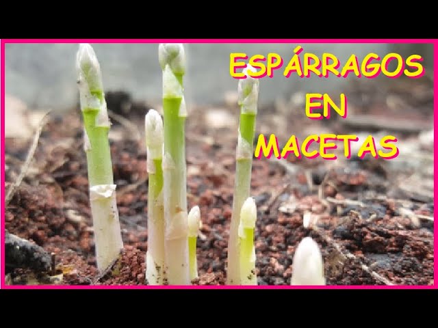 Cómo cultivar espárragos de forma exitosa en macetas