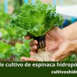 Cómo cultivar espinacas de manera hidropónica en tu propio hogar