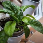 Cómo cultivar espinacas en macetas dentro de casa
