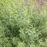 Cómo cultivar estragón en el jardín de manera óptima