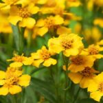 Cómo cultivar estragón mexicano en casa con éxito