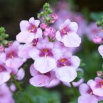 Cómo cultivar exitosamente Díascea Twinspur en tu jardín