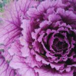 Cómo cultivar exitosamente el repollo ornamental