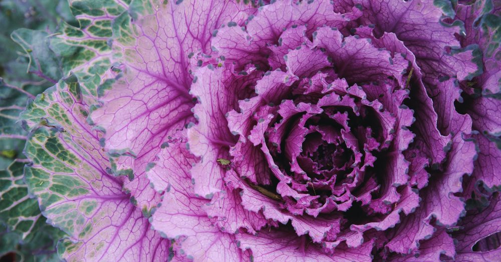 Cómo cultivar exitosamente el repollo ornamental