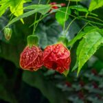Cómo cultivar farol chino en macetas de forma exitosa