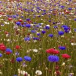 Cómo cultivar flores de Bachelor Buttons en tu jardín
