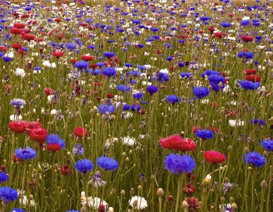 Cómo cultivar flores de Bachelor Buttons en tu jardín