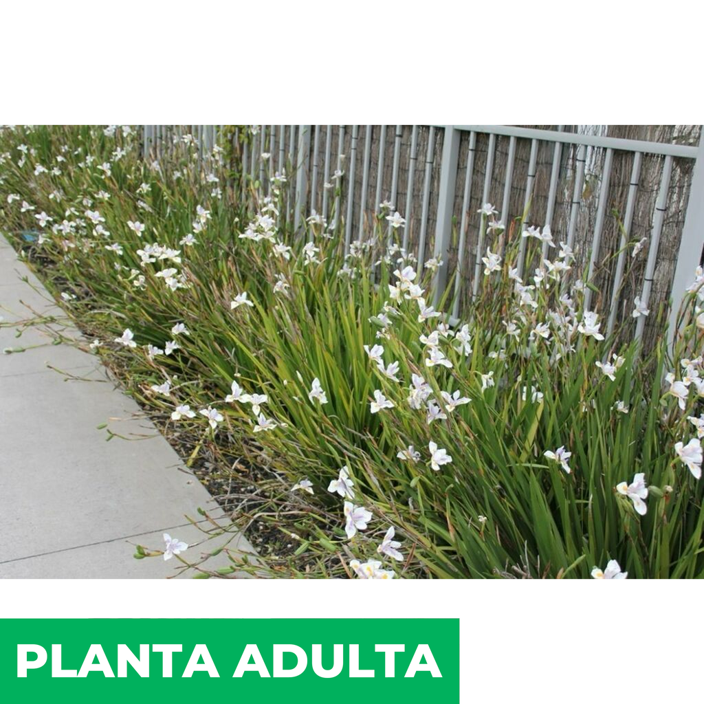 Cómo cultivar flores de dietes correctamente en tu jardín