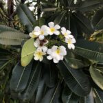 Cómo cultivar flores de plumeria de manera adecuada