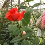 Cómo cultivar flores en la zona 6 de forma exitosa