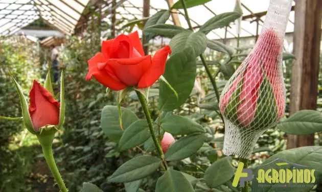 Cómo cultivar flores en la zona 6 de forma exitosa