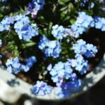 Cómo cultivar Forget-Me-Nots en macetas en interiores