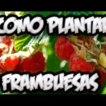 Cómo cultivar frambruesas con éxito en la Zona 9