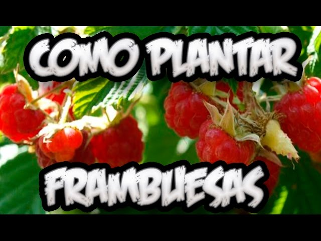 Cómo cultivar frambruesas con éxito en la Zona 9