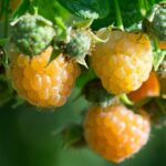 Cómo cultivar frambuesas doradas de forma exitosa en tu jardín