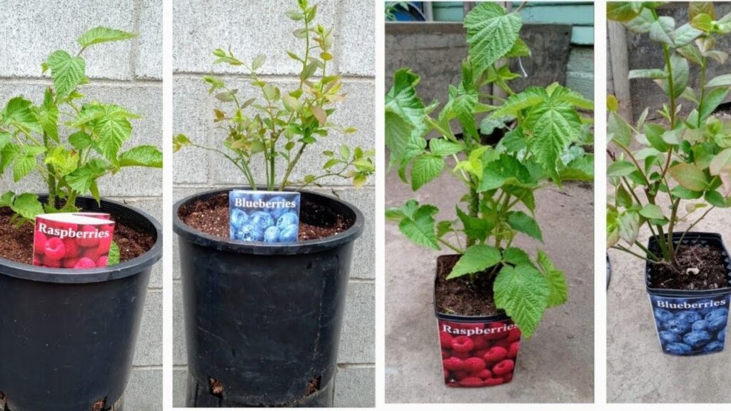 Cómo cultivar frambuesas en macetas de forma exitosa