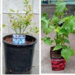 Cómo cultivar frambuesas en macetas de forma exitosa