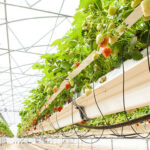 Cómo cultivar fresas de forma exitosa en un invernadero