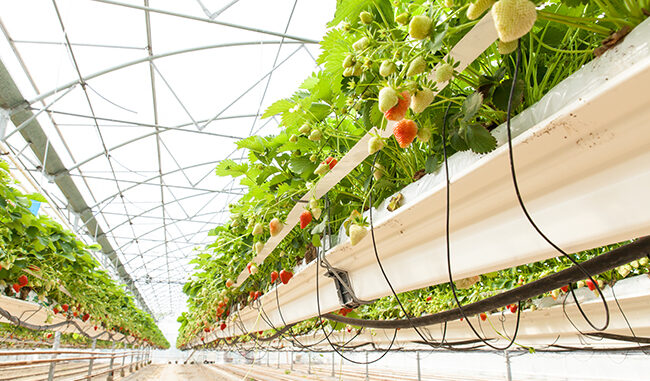 Cómo cultivar fresas de forma exitosa en un invernadero