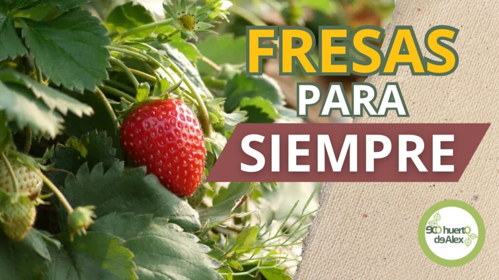 Cómo cultivar fresas Delmarvel y disfrutar su sabor único