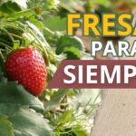 Cómo cultivar fresas Delmarvel y disfrutar su sabor único
