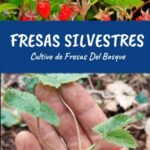 Cómo cultivar fresas silvestres en el suelo de forma exitosa