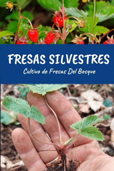 Cómo cultivar fresas silvestres en el suelo de forma exitosa