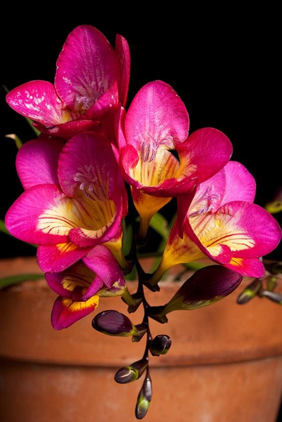 Cómo cultivar fresias en macetas de forma adecuada