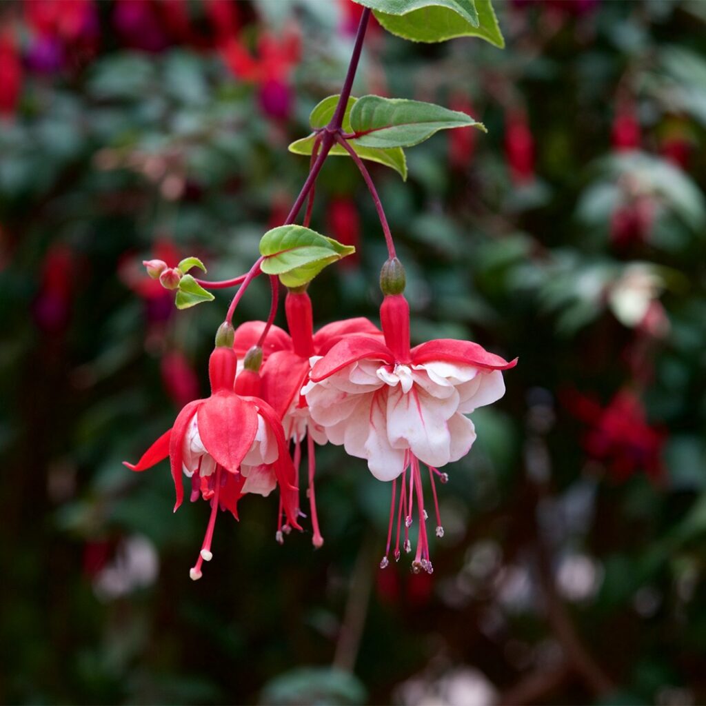Cómo cultivar fucsias con éxito en zonas soleadas