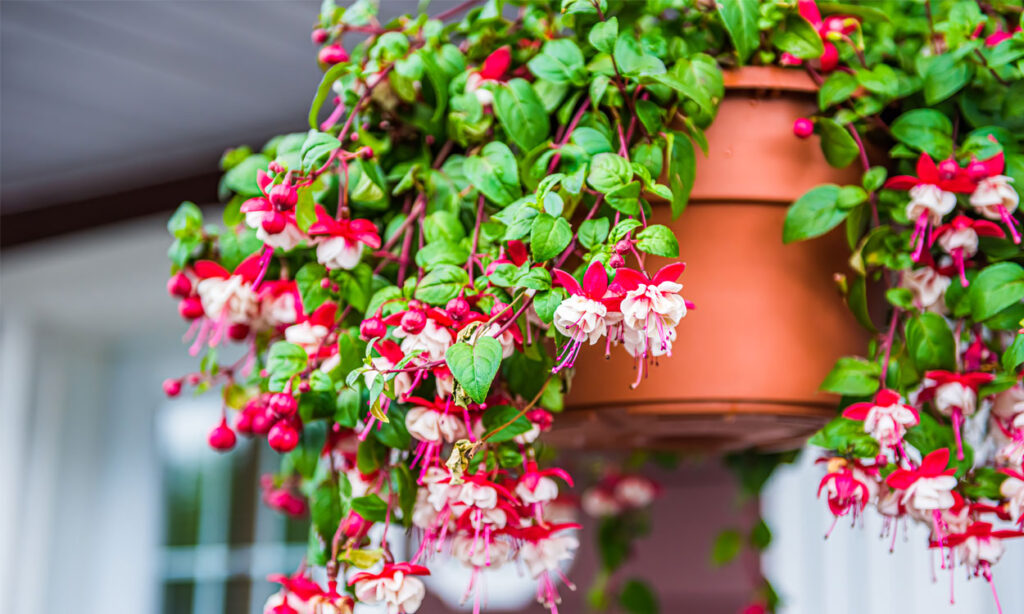Cómo cultivar fucsias de manera óptima en el interior de tu hogar