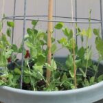 Cómo cultivar guisantes en interiores de forma exitosa
