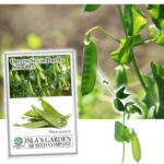 Cómo cultivar guisantes Oregon Sugar Pod en tu jardín