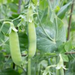 Cómo cultivar guisantes ‘Super Snappy’ en tu jardín