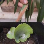 Cómo cultivar helechos cuerno de alce desde esporas